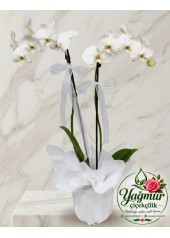 Çift Dal Beyaz Phalaenopsis Orkide